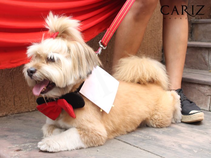 CarizMagazine's tweet photo. A 5-star day-out for your Paw-pal @HyattPune
https://t.co/qSNFted3ka
#cariz #carizmagazine #hyattpune #thehyattpune #events https://t.co/mJ4usp8xeP