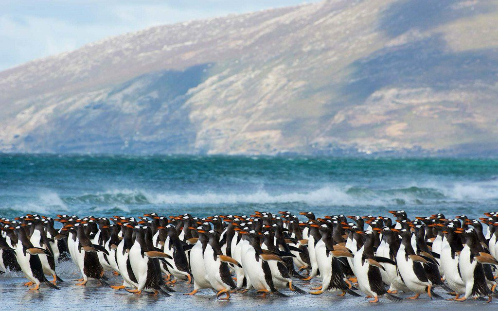 TravelLeisure's tweet photo. How to have an amazing vacation in the Falkland Islands https://t.co/Ln0l4oy29e https://t.co/4Tsr0BW8VY