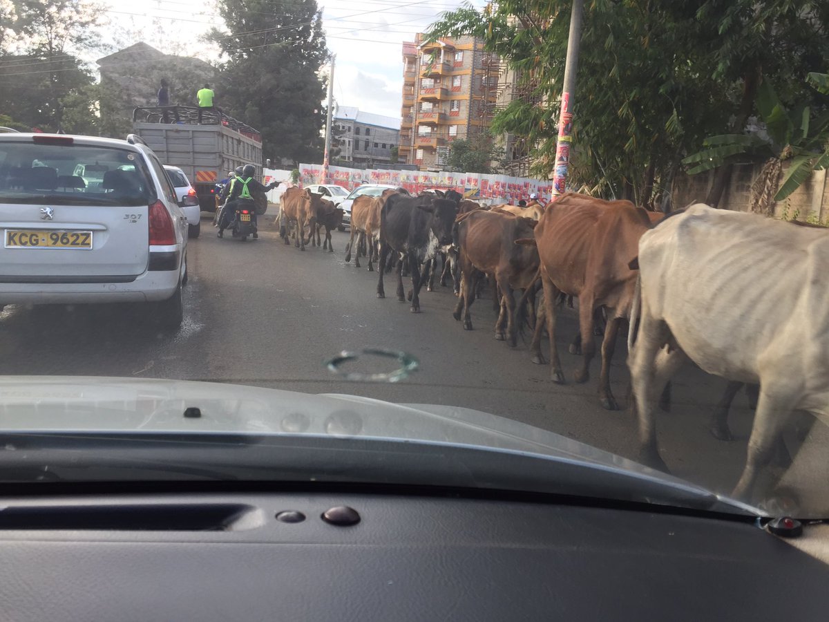 chriskirwa's tweet photo. Cows Crossing On Zebra Crossing 😀😎 @theCateRira @OneFMKe ##1FMDrive @Ma3Route @KenyanTraffic @RoadAlertsKE @myroadtraffic #SomeWhereTu https://t.co/VTko5oYBf2