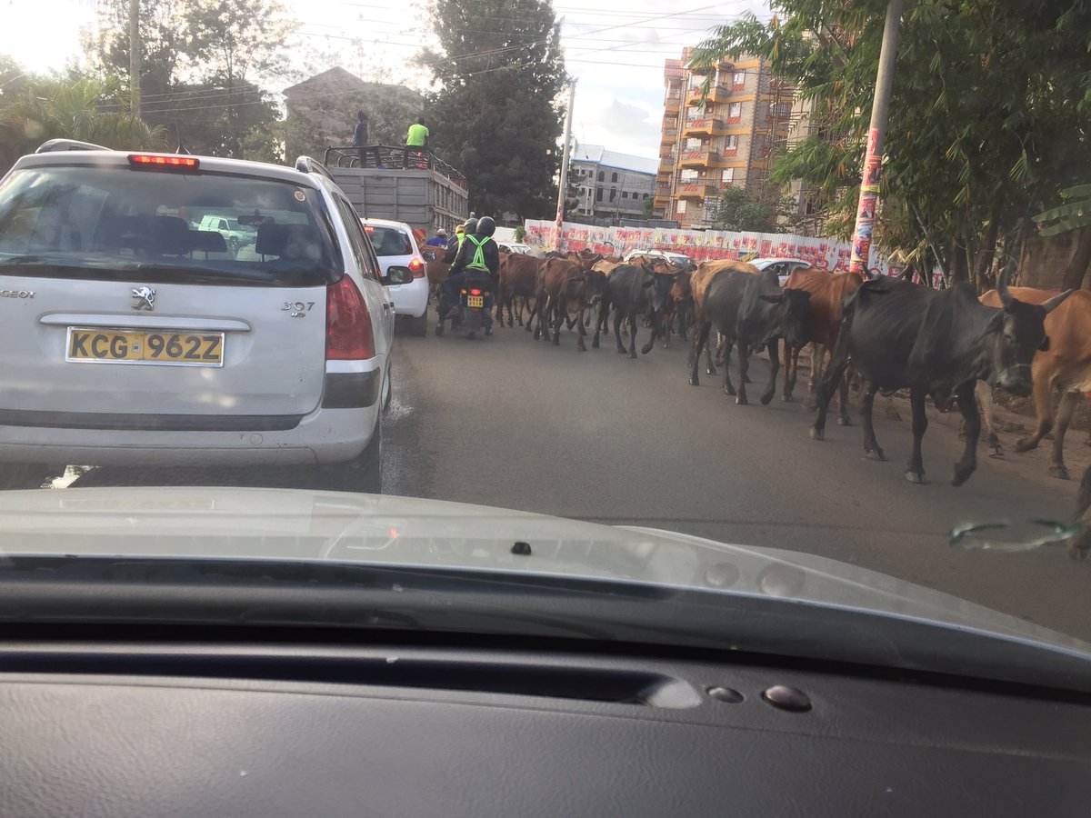 chriskirwa's tweet photo. Cows Crossing On Zebra Crossing 😀😎 @theCateRira @OneFMKe ##1FMDrive @Ma3Route @KenyanTraffic @RoadAlertsKE @myroadtraffic #SomeWhereTu https://t.co/VTko5oYBf2