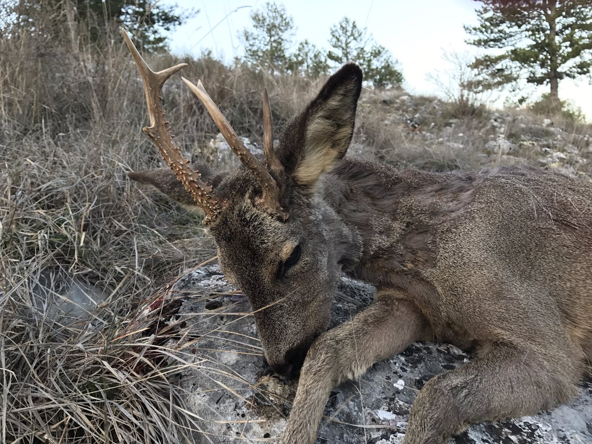 No todo consiste en cazar corzos grandes