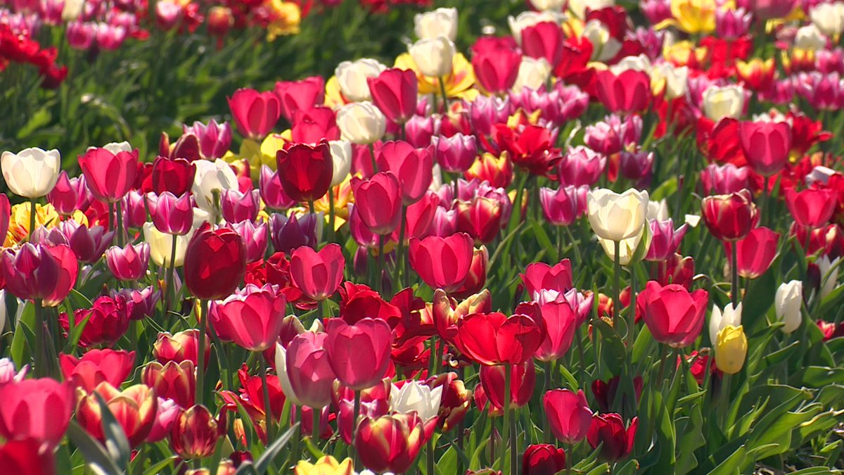 Bijna alle hotels in Flevoland volgeboekt bit.ly/2oc4Yuu