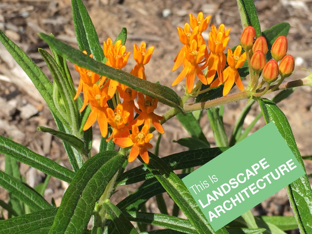 dtls_studio's tweet photo. The #monarchs are coming! This #native #milkweed needs key #pollinators like the #MonarchButterfly for survival. #WLAM2017 #ShowMeLandArch https://t.co/yK8bgLeED7