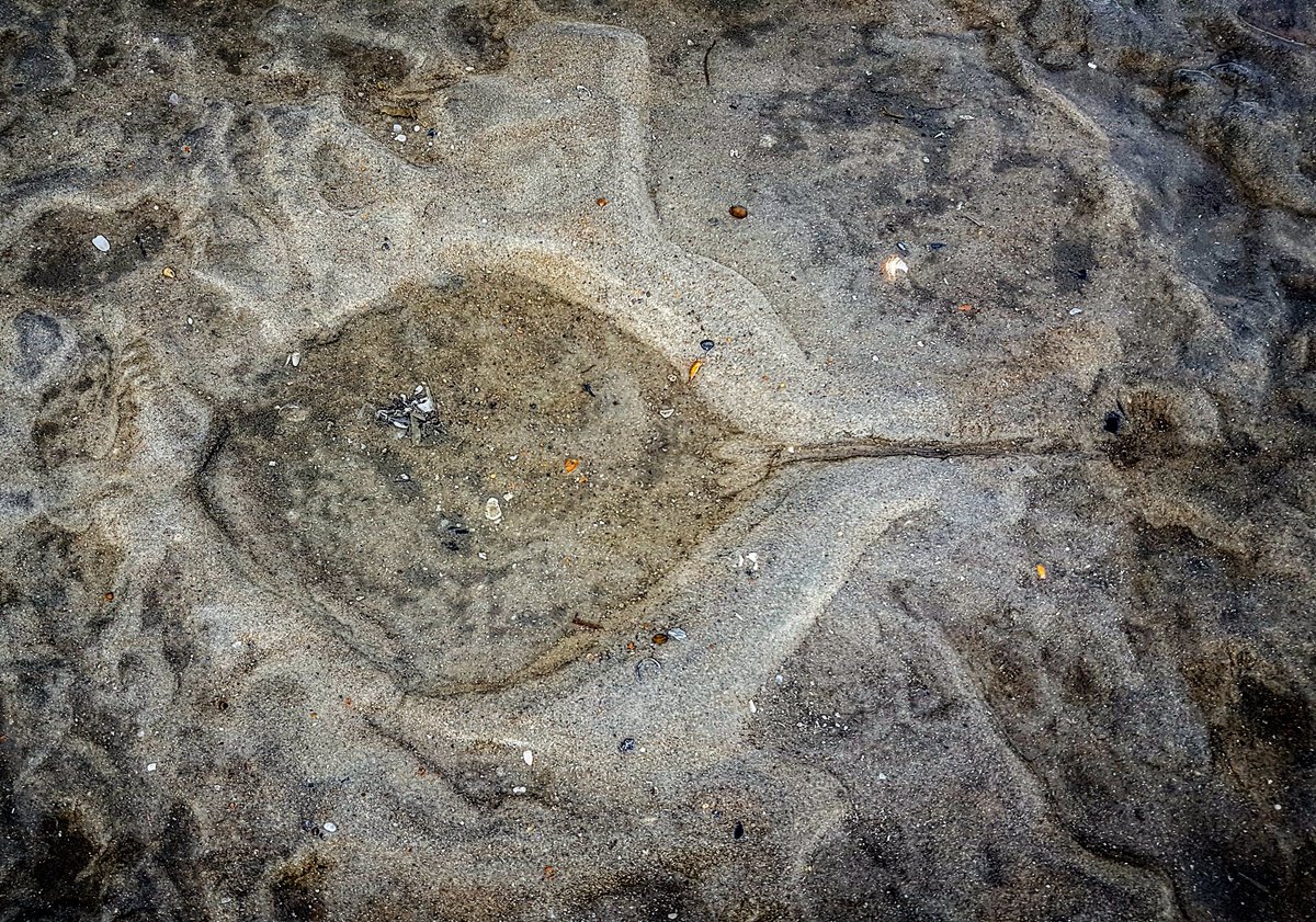 MauserFlyFish's tweet image. Pretty sure I can guess who was laying here before the tide went out.