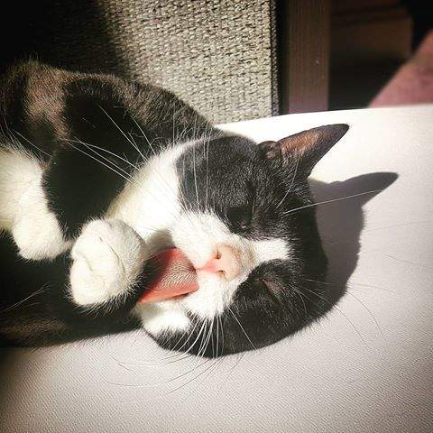 #blackcat #furball #greyhousepets #mustlovecat #teten #jilatjilat #sexykitten #audysaurus