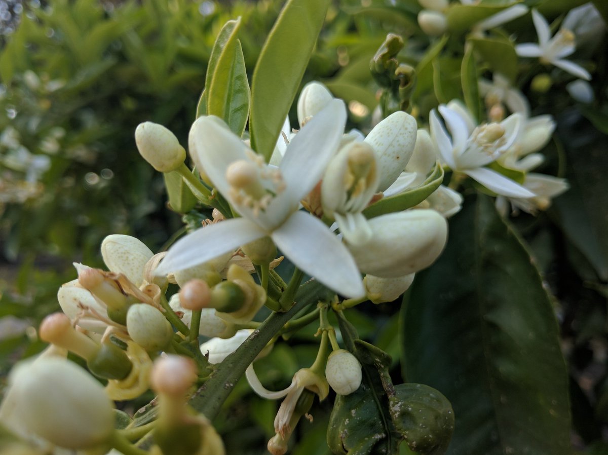 roberta_fazio's tweet photo. Fiori di arancio ... magia di profumi della Sicilia,! #sicily #ericedoc #camminaresenzaconfini https://t.co/UPfyROTdRh