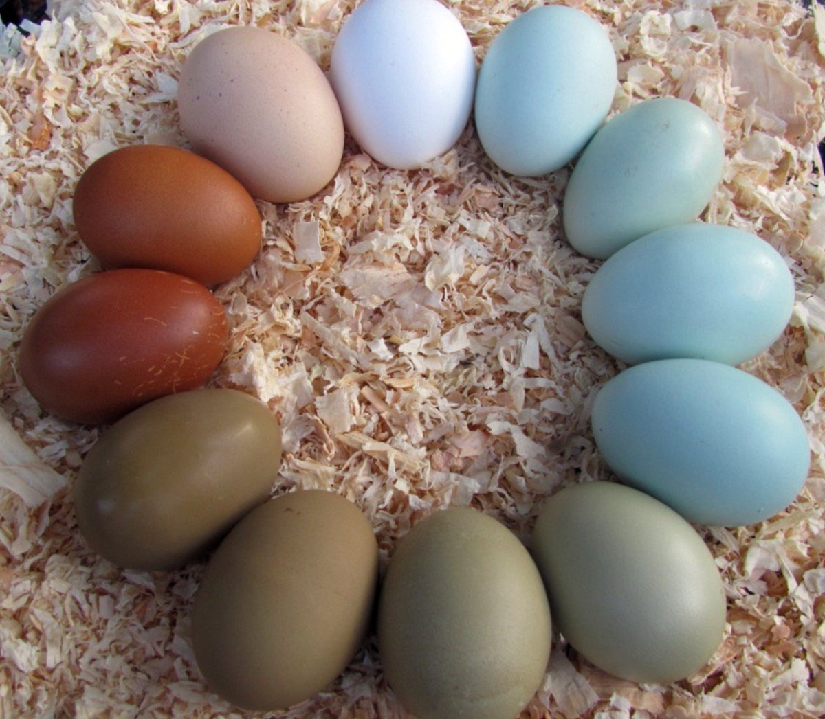 bank Fokken Milieuactivist Historic Wagner Farm on Twitter: "The Araucana Chicken is also called the  Easter Egg Chicken because it lays blue, green and pink eggs  #farmfactsfriday https://t.co/OaZoJuJ2e3" / Twitter