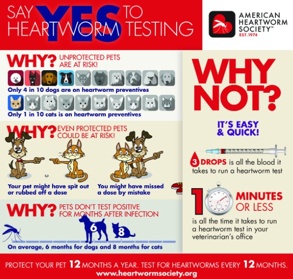 test to how heartworms for TheKosherCoonhoundâ¢ (@pottymouthpup) Twitter