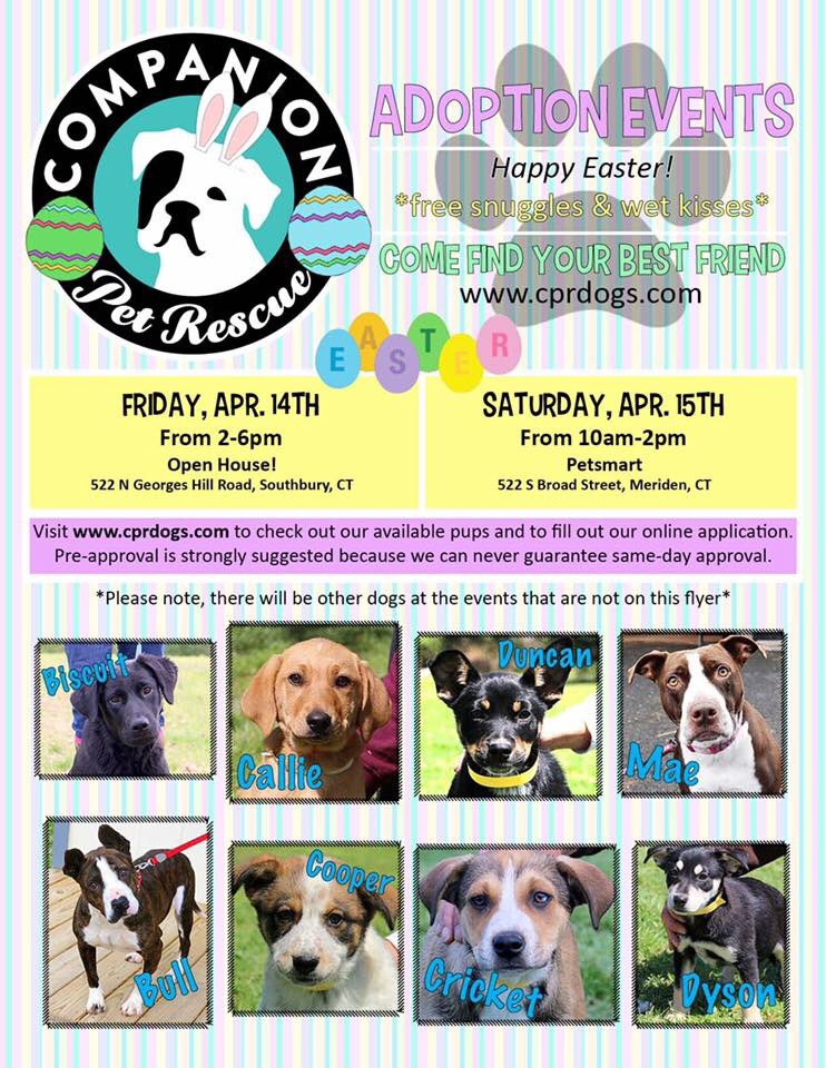 CPR Dogs tweet media