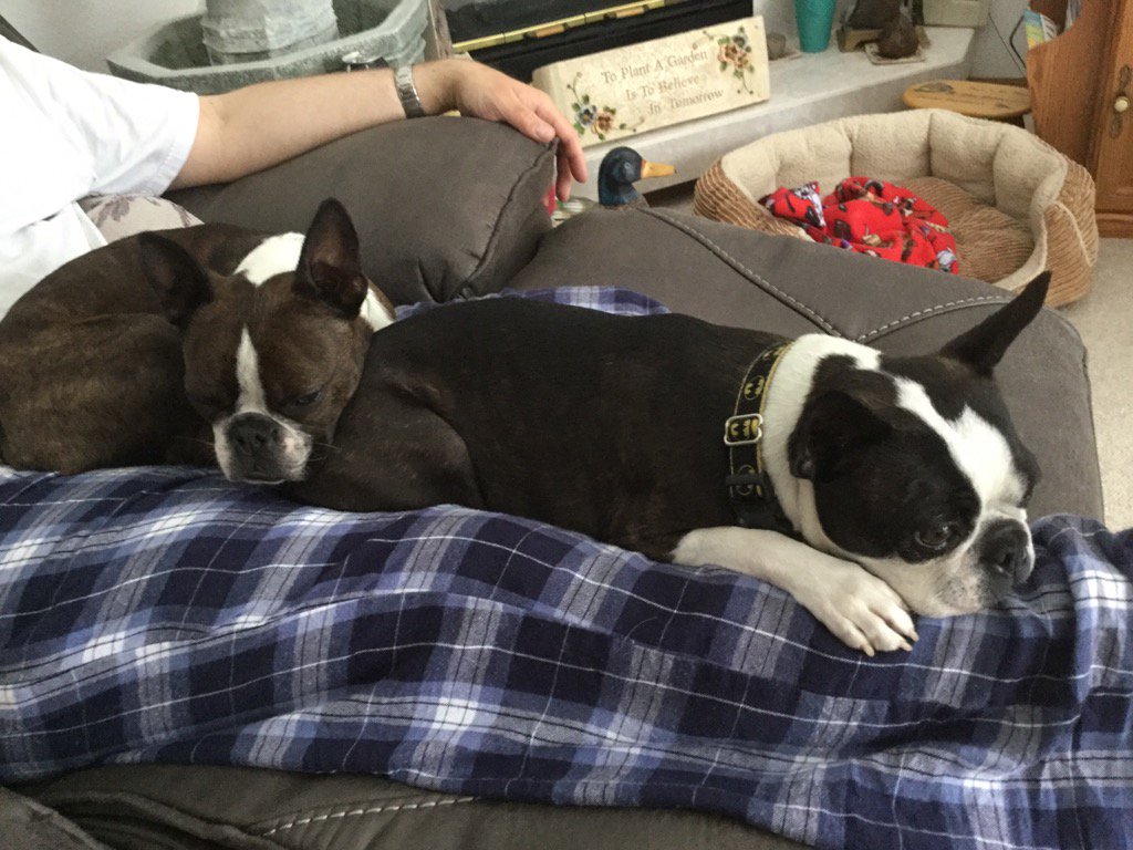 sandbott's tweet image. Come join the puppy train. There should be room on human's legs. 😀