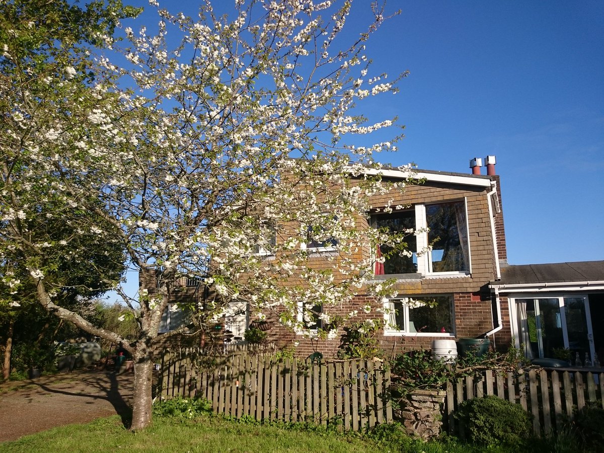 Bankcottage_BnB's tweet photo. Hanami - looking at the cherry blossoms #hanami #cherryblossomviewing #cherryblossom2017 #cherryblossom #cherryblossoms https://t.co/hwbYZGyy9w