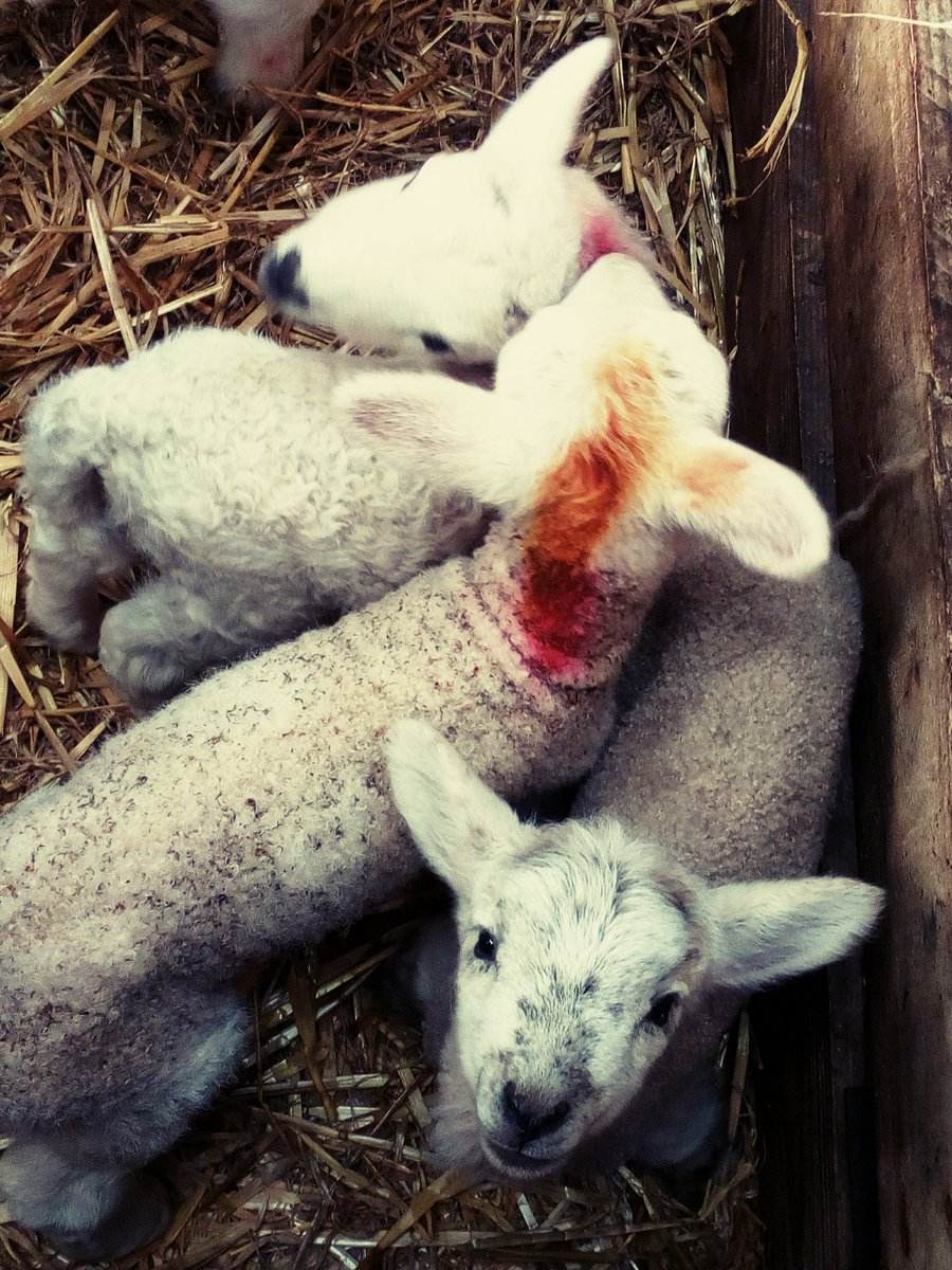 Born &amp; raised on the farm, just like our ale. Happy Easter, see you at Whit.