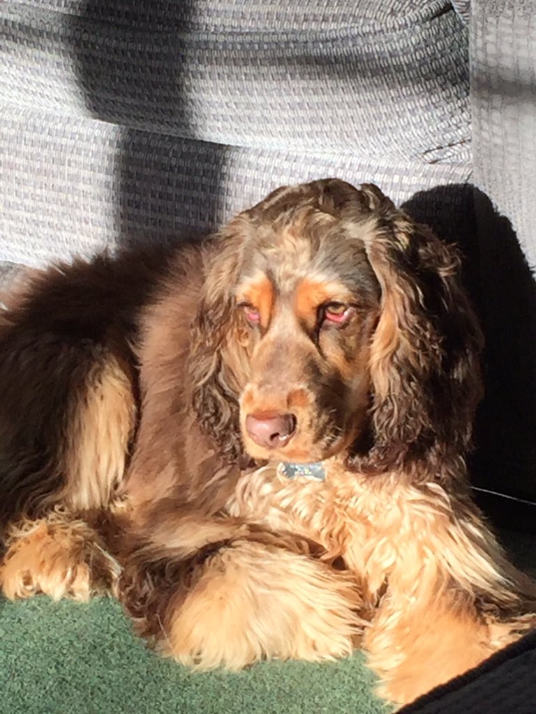 Blue4929's tweet photo. @PetsatHome #VIPMay2017 Benji https://t.co/aKHT5Vt5FT