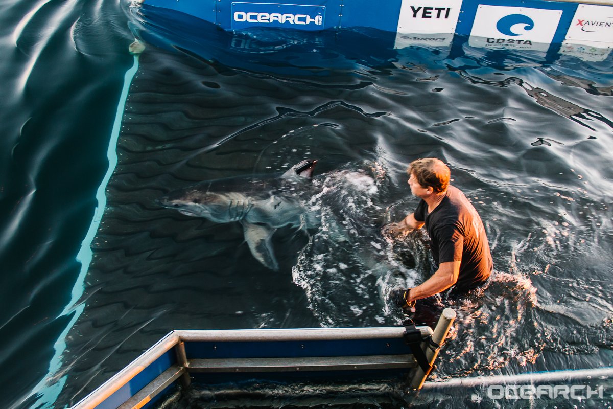 OCEARCH tweet media