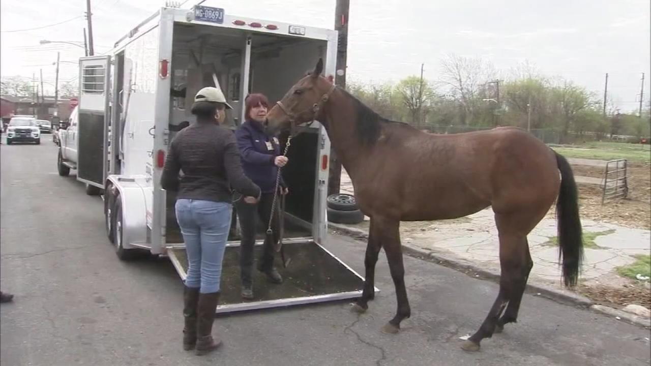 Runaway horse reunited with owner after traffic adventure in Philly http//dlvr.it/Nttn53 http
