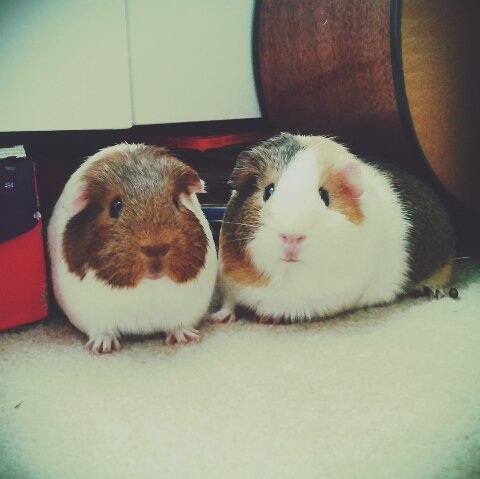 Phoenix_Girl's tweet photo. @PetsatHome These are my little girls, Ruby and Rosalie #Competition #VIPMay2017 https://t.co/cge4aeMyWx