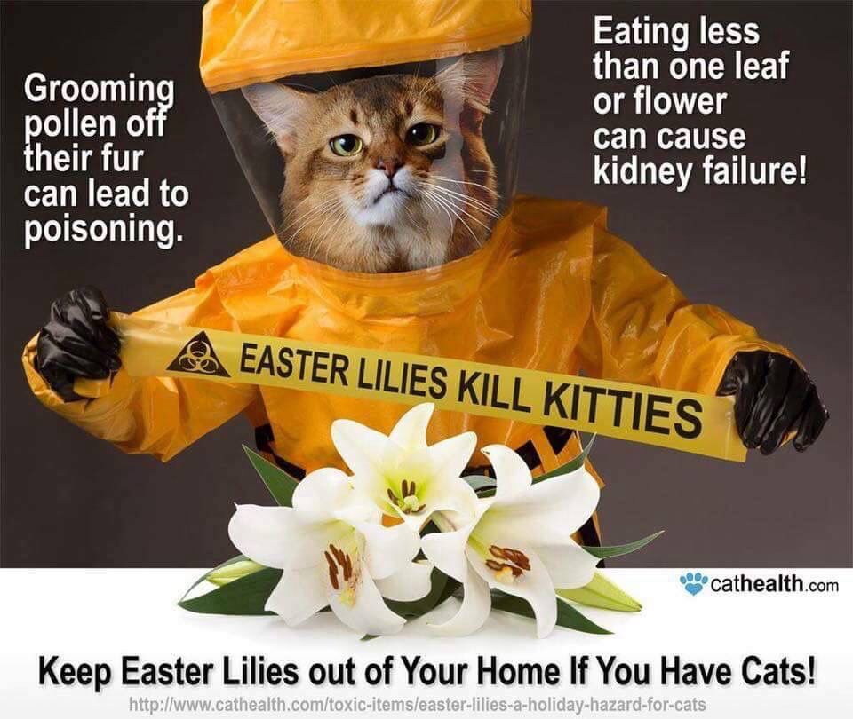 #PublicServiceAnnouncement
#CatsOfTwitter #jellybellyfriday 
Please beware my #lovelies

#cats are allergic to #easterlilies

Pls #Retweet!