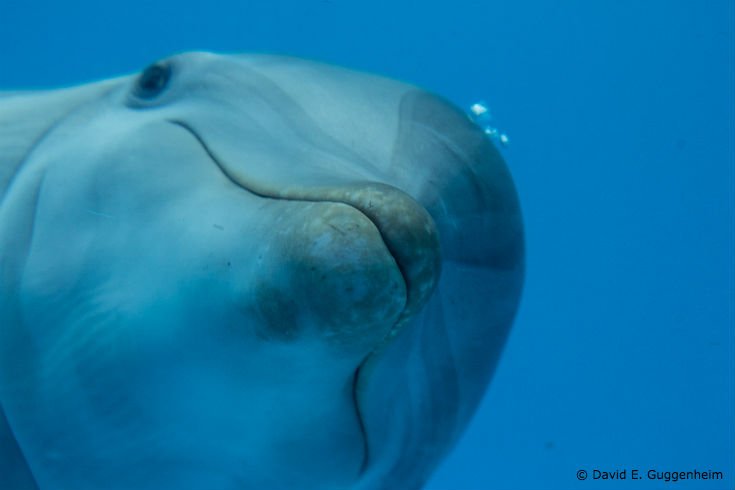 Oceanwire's tweet photo. HEY! Happy #NationalDolphinDay!
RT @SpecialJanni @OurOcean https://t.co/7zRuhJ199I