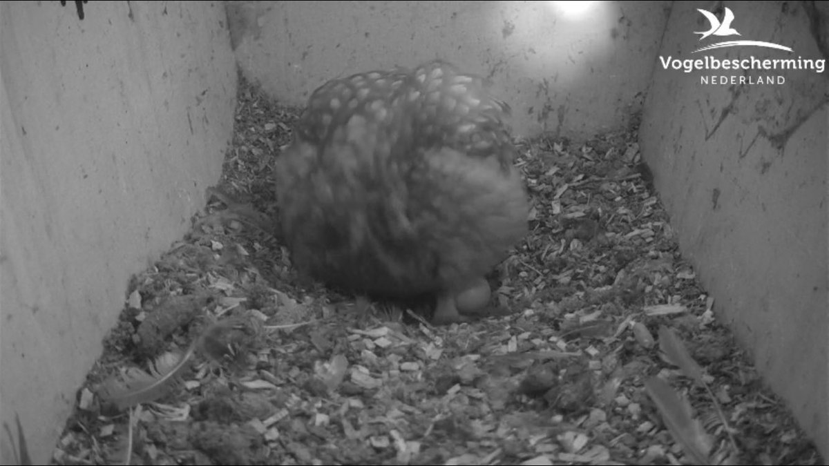 Eerste ei bij Winterswijkse steenuilen @beleefdelente !!