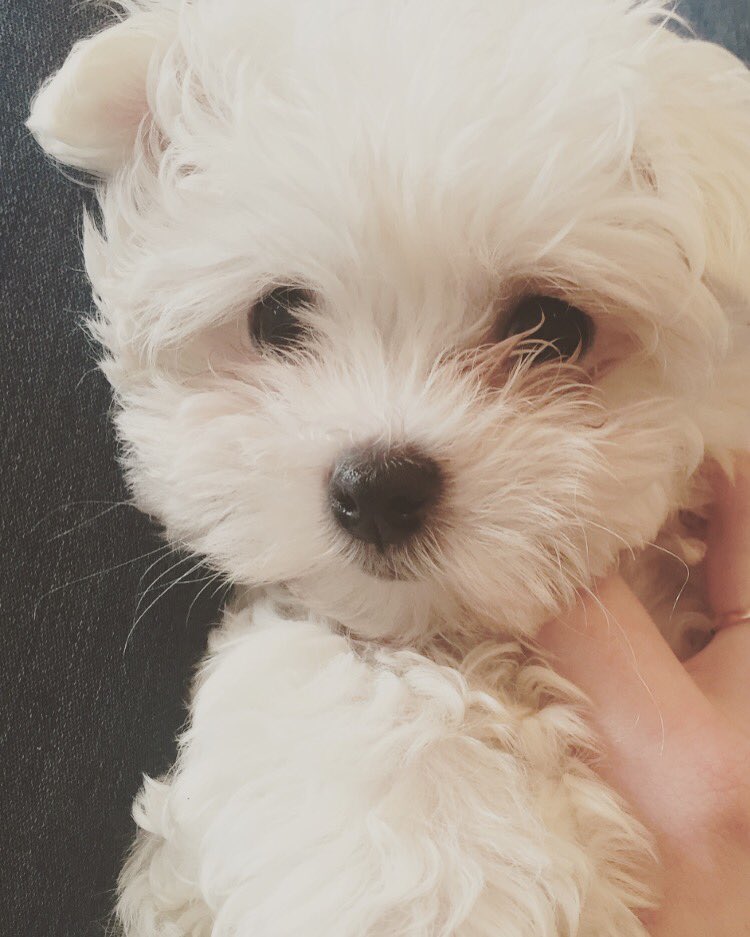bethcm23's tweet photo. @PetsatHome #VIPMay2017 Vinnie ๐ถ https://t.co/iD4kFMWtpj