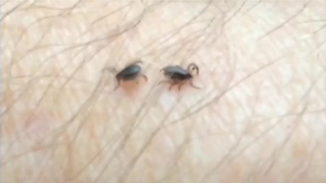 LiveMightyWell's tweet photo. Legislators in Maine are proposing a bill to for more Lyme research! #lymenews #livemightywell https://t.co/U6IbewDVqy by @WABI_TV5 https://t.co/XWcxquBoiw