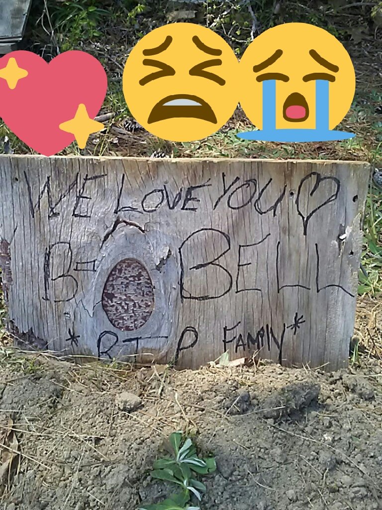 RymielD's tweet photo. My dog die rip https://t.co/mXG416m7JS