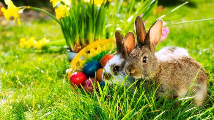 InterludeHotels's tweet photo. All the #InterludeTeam wants to wish you a very lovely weekend and a happy Easter Day!
https://t.co/C5MgtgKG3o https://t.co/KNHEqwGqMj