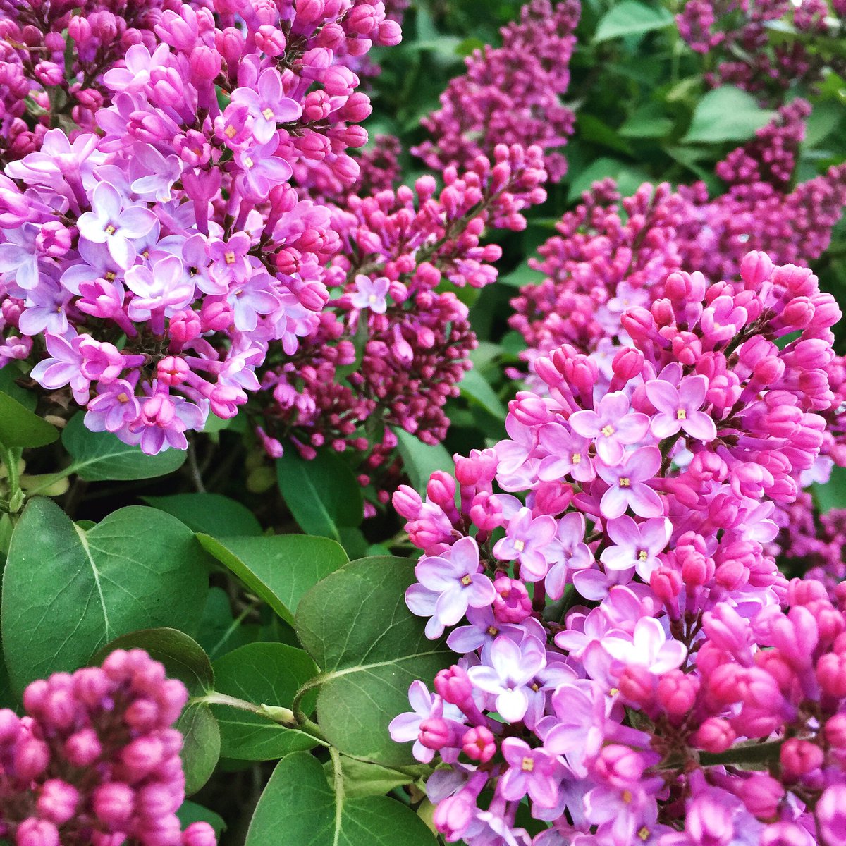 #floweroftheday Beautiful sight and scent
