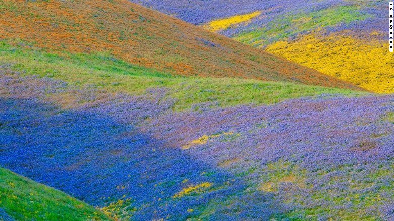 Southern California is enjoying a wildflower "super bloom" after years of extreme drought cnn.it/2pfwtqP