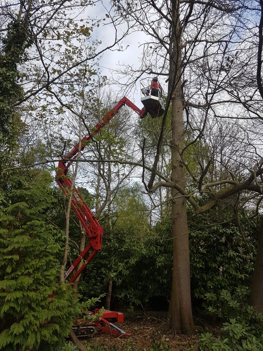 JenksWokingham's tweet photo. Nathan using a MEWP to remove a very dead sweet chestnut! #arborist #Buckinghamshire #Berkshire https://t.co/WiqRSBU2te