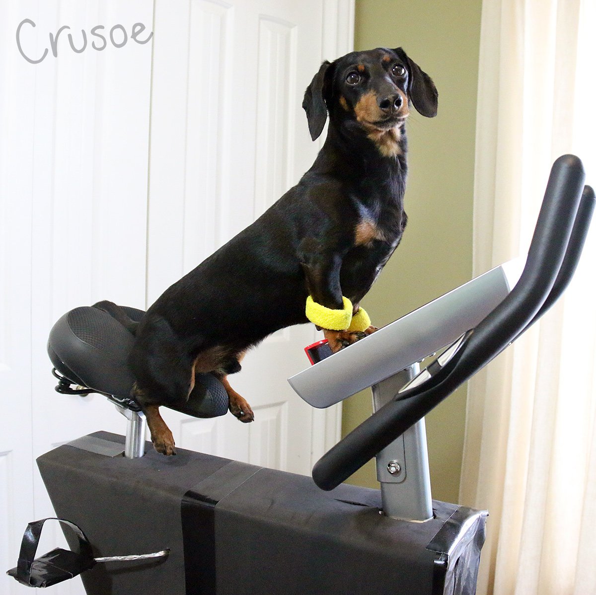 Celeb_Dachshund's tweet image. 2 days before the #BHDogShow on @USA_Network 8/7c p. Even though I'm not a contestant, I need to at least FEEL like I could win! 😏

#partner