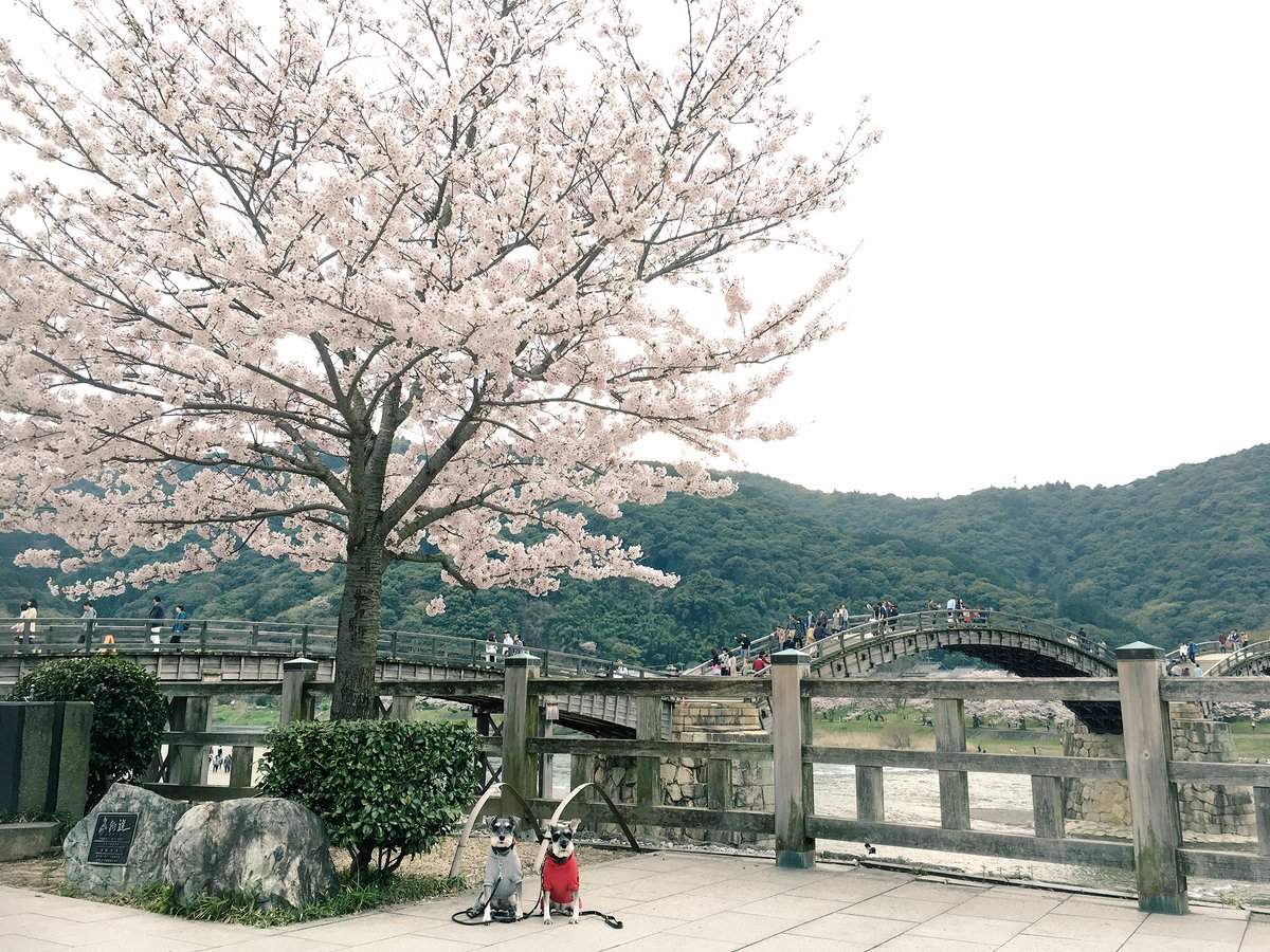 Mou_04_06's tweet photo. 錦帯橋へお散歩した時の写メ♥️
#錦帯橋 #花見 #岩国城 #錦川 #観光 https://t.co/bDjidyszFL