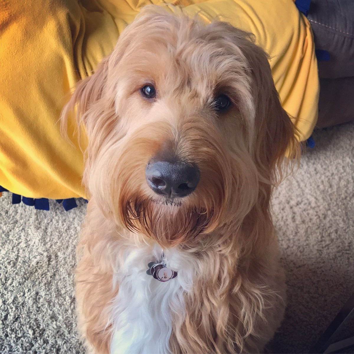 Darwin Dogs (DarwinDogs) Twitter