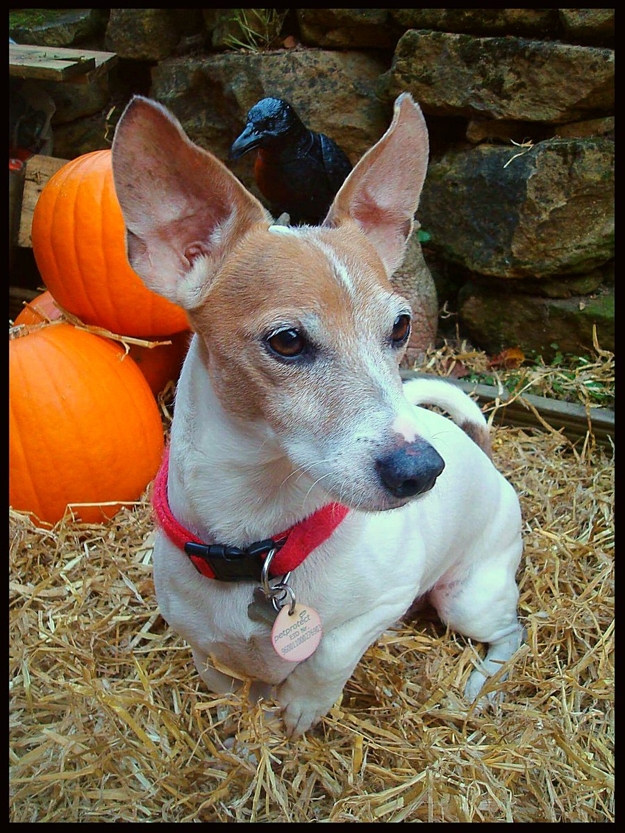 xdruidsgirlx's tweet photo. @PetsatHome this is little Louie enjoying Halloween photo shoot! #competition #VIPMay2017 https://t.co/ENlj5A8oWu