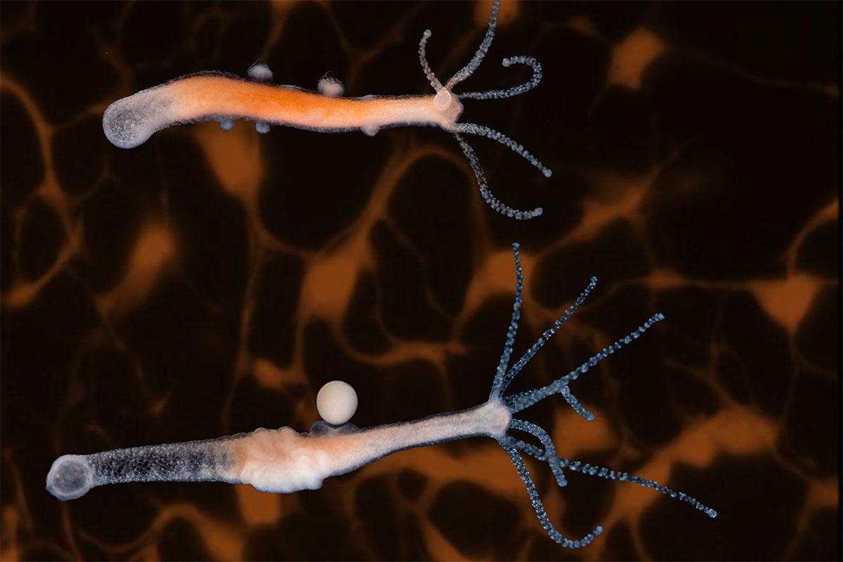 Результат пошуку зображень за запитом "animal nervous system"