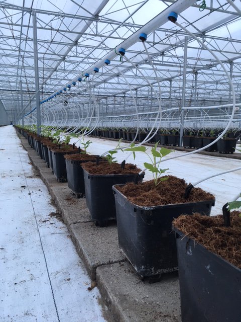 Vandaag eerste plug plantjes Kwanza geplant.