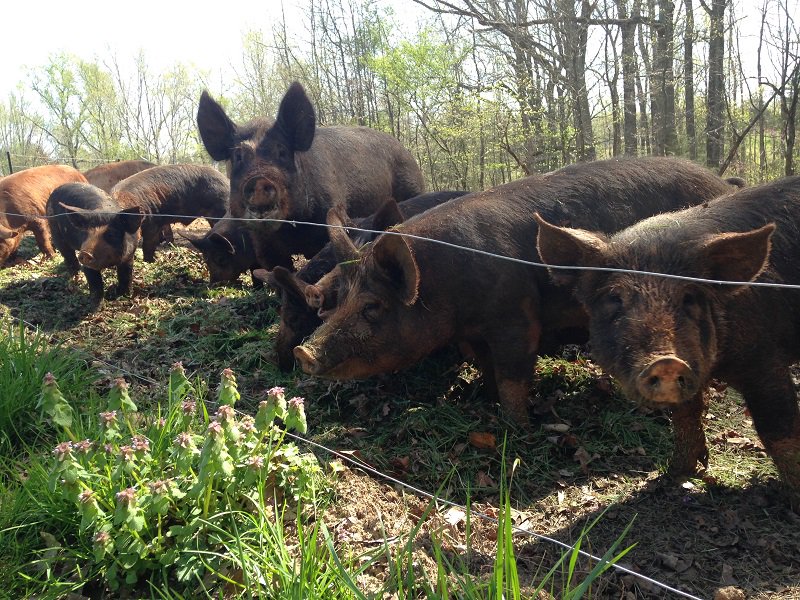 Berkshires and Durocs running about, enjoying the sunshine, and feeding off fresh cut grass! Life is pretty good!