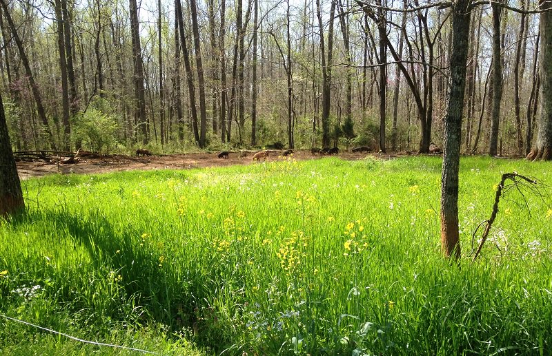 Getting ready to open up this field next! We planted field peas, clover, rapani, rye grass, mustard greens &amp; chives. Should be pretty tasty!