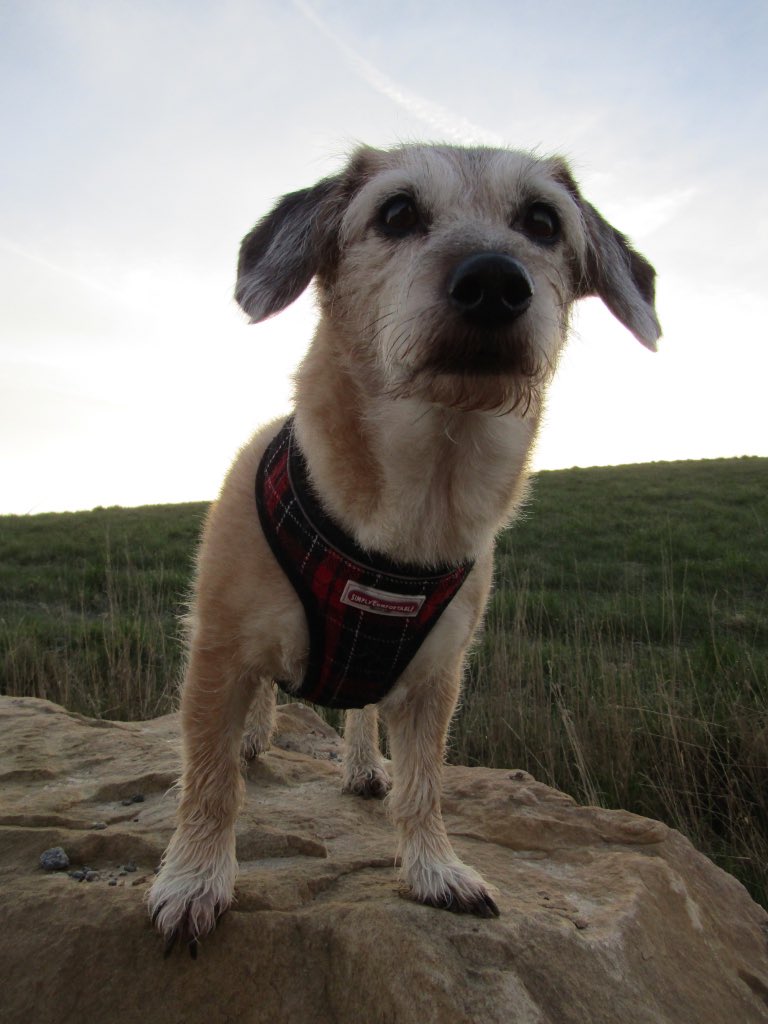 Gina_R_'s tweet photo. @PetsatHome Mr Odie dog #VIPMay2017  #competition https://t.co/0eXWZJzFsq