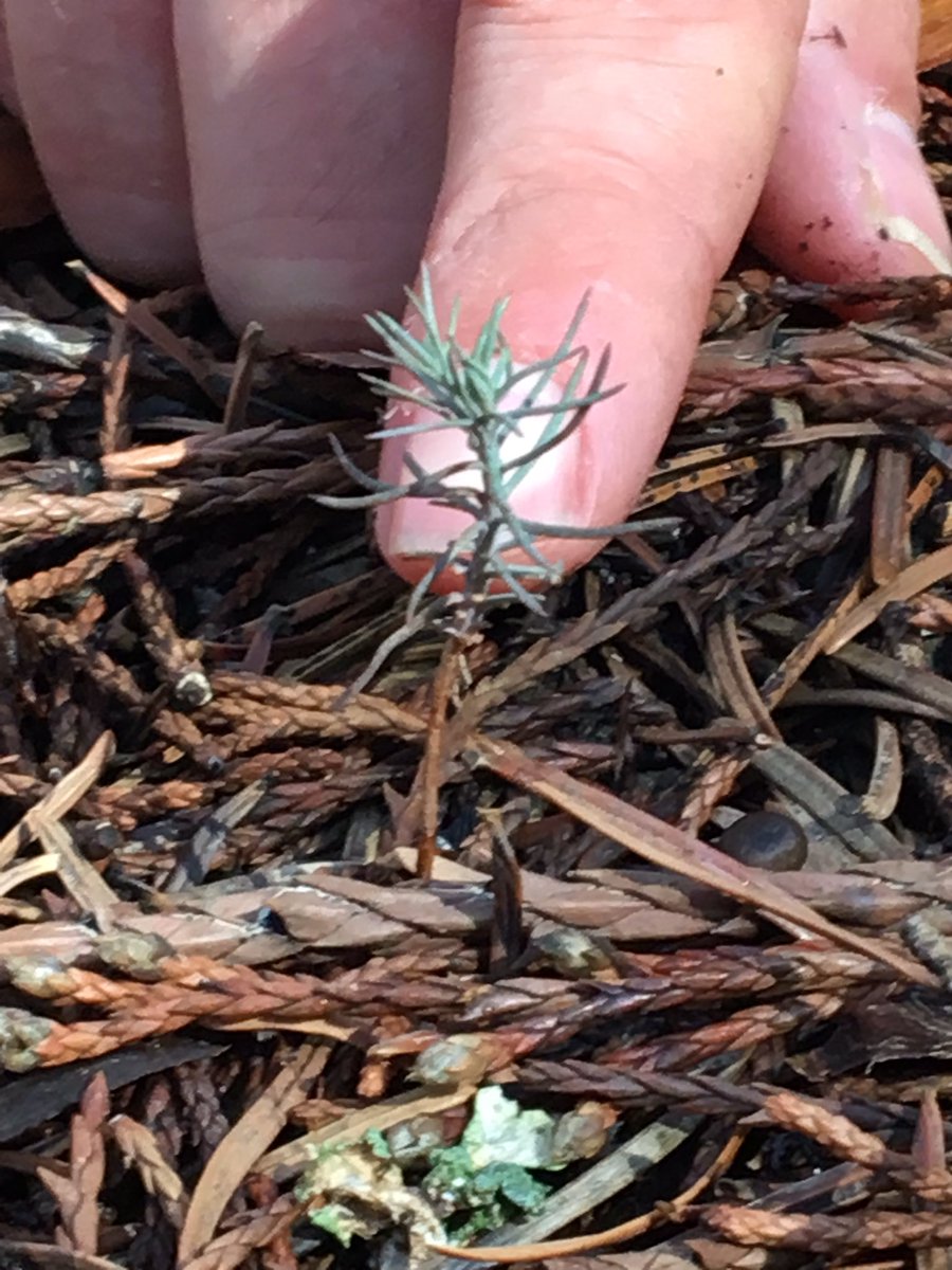 sequoia lumber company on Secretary Ryan Zinke On Twitter From 2 Centimeters To 274 Feet This Baby Sequoia Is About 5 Years Old It S Amazing To See The Trees 2000 Year Life Cycle Https T Co Caxutvl9pj