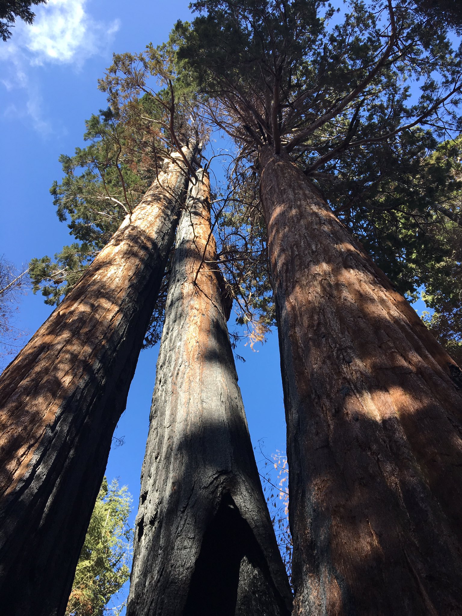 sequoia lumber company on Secretary Ryan Zinke On Twitter From 2 Centimeters To 274 Feet This Baby Sequoia Is About 5 Years Old It S Amazing To See The Trees 2000 Year Life Cycle Https T Co Caxutvl9pj