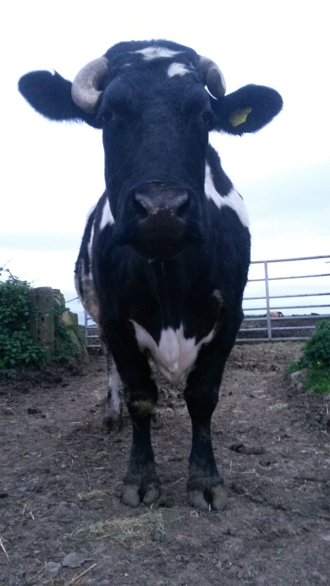 farmer_charles's tweet photo. It's the birthday boy! Oxo the ox is 12 today! ๐๐๐ #oxen #oxpower https://t.co/qDjDxgDtAN