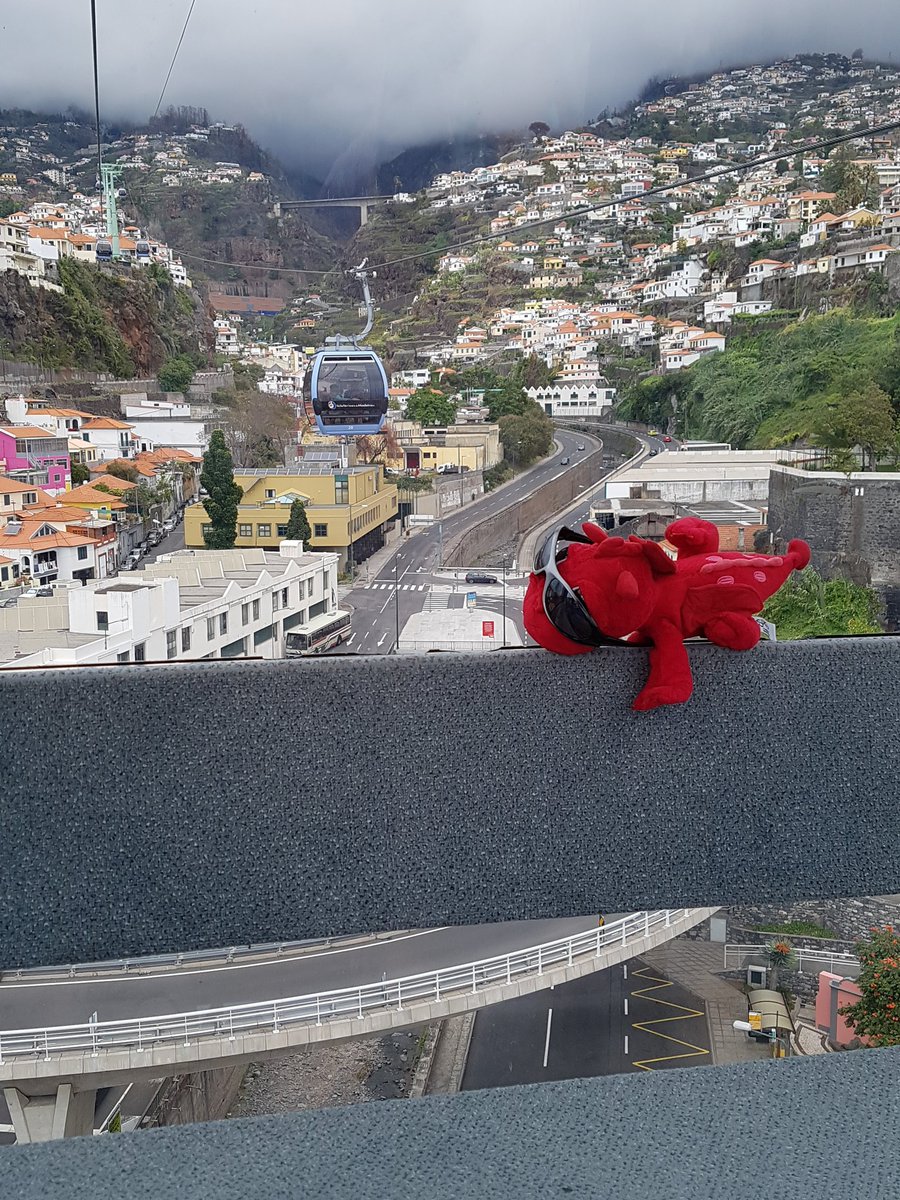 Mathsblackcat's tweet photo. Ember watching the view from the cable car @Emberfirefamily @SeahamMaths https://t.co/DJZ8eC6siP