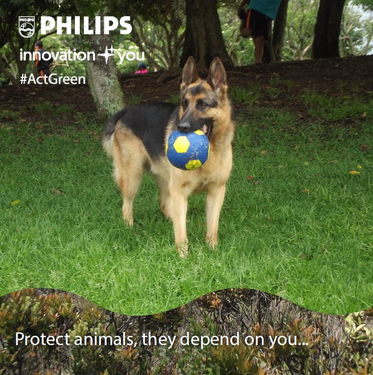 SimplementeRF2's tweet image. #ActGreen It is our responsibility to protect domestic and wild animals ...