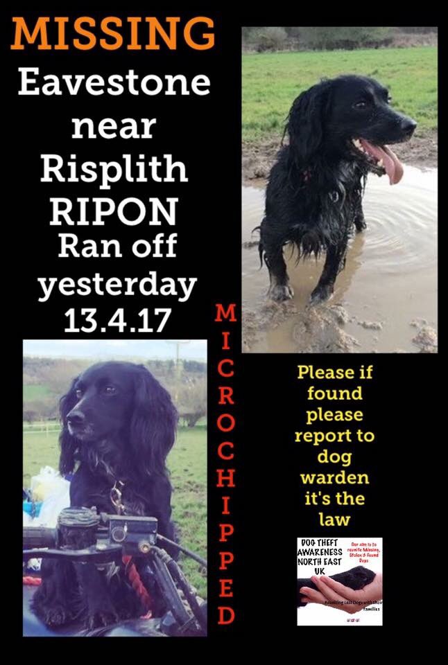 #ripon #missingdog #share #findflash #dogs