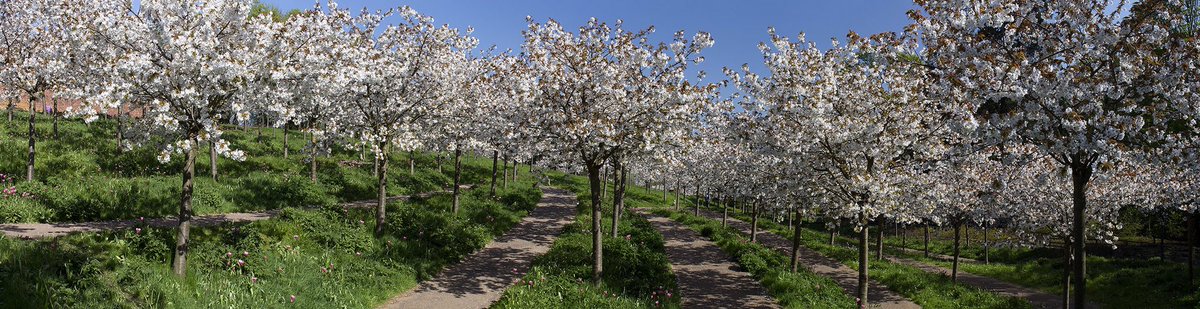 How #Alnwick does Spring-time blossom:) @VisitEngland @AlnwickGarden @VisitBritain @BBCCountryfile @CanonUKandIE @moreAlnwick @VisitAlnwick