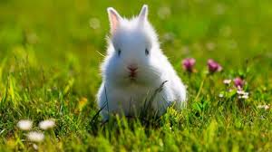 patchupkit's tweet image. Hippity Hop! Spring Safety Sale. Everybunny needs this First Aid Kit with 275 pieces! Learn more and get coupon smartshopperbonus.com/vip/springcraz…