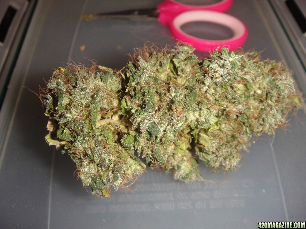 Society_420's tweet photo. | Liberty Haze | G13 Haze (Hybrid) X Chemdawg (Hybrid) |  2011 Cannabis Cup winner | #DailyStrain | #NugPorn | #Trichomes | #Strains | https://t.co/FzepJMmye7
