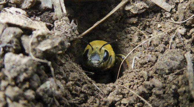 FeedTheBees's tweet photo. It's not about hives. It's about habitat. Here's what you need to know to help the native bees in your backyard. https://t.co/KHw6pl3NGk https://t.co/BmQiOKUiP4