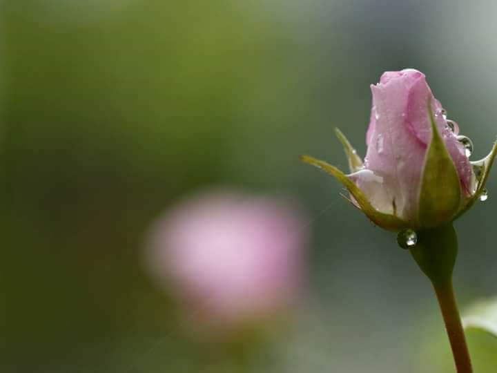 Жалко цветы. Бутоны цветов. Бутон розы. Нежные розовые бутоны. Цветы в росе.
